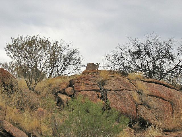 A 265 Alice Springs - Parc de la Station telegraphique.jpg